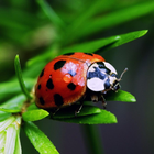 Beautiful Ladybug HD Lock Screen icon