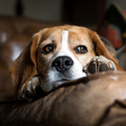 Cute Beagle Lock Screen icône