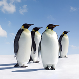 Cute Penguin HD Lock Screen