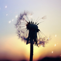 Dandelion Lock Screen