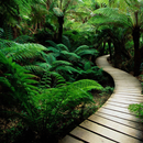 Fern Lock Screen APK
