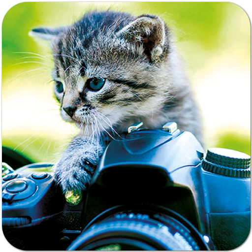 Snapcat - foto del gato