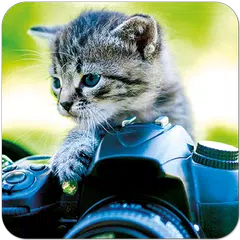 Descargar APK de Snapcat - foto del gato