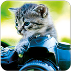 Cat Wallpapers 🐈 图标