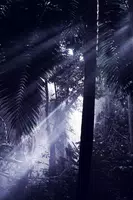 Lightning Bug - Jungle Pack Screenshot 4