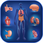 Human Anatomy simgesi