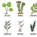 Medicinal herbs