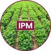 Groundnut IPM icon