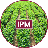 Groundnut IPM