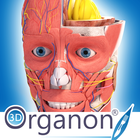 3D Organon Anatomy icône