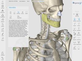 3D Organon Anatomy Plakat