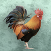 Bird sounds APK
