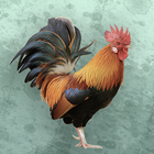 Bird sounds biểu tượng