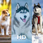 Cute Dog Wallpapers icon