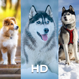 Cute Dog Wallpapers ไอคอน