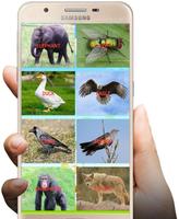 A to Z Animals Sound - App ภาพหน้าจอ 1