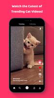 MeowTube - Watch and Share Cat постер