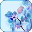 Orchid wallpaper icon