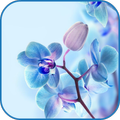 Orchid wallpaper