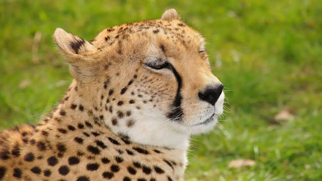Cool Cheetah Wallpaper APK for Android Download Cool Cheetah Wallpaper APK for Android Download