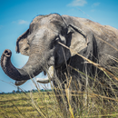 Elephant Wallpaper APK