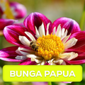 Ide Merawat Tanaman Bunga