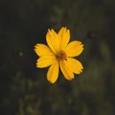 Flowers Wallpaper APK
