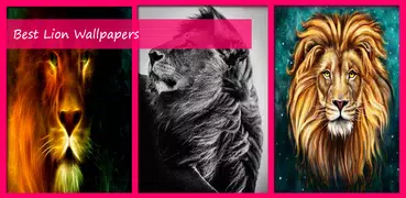 Best Lion Wallpapers