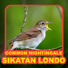 Kicau Burung: Sikatan Londo icône