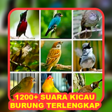 1200+ Suara Kicau Burung MP3 APK