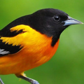 Birds Sounds and Ringtones