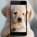 Cute Wallpapers APK