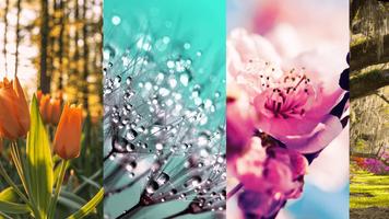 Flower Images ảnh chụp màn hình 1
