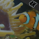 Ocean wallpaper 4k live (wallpaper 2020 live) APK