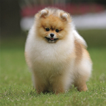 কুকুরের রোগ নির্ণয় - Dog App