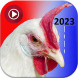 رقصة واغنية الدجاجة بدون نت