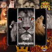 Lion Wallpapers lion HD