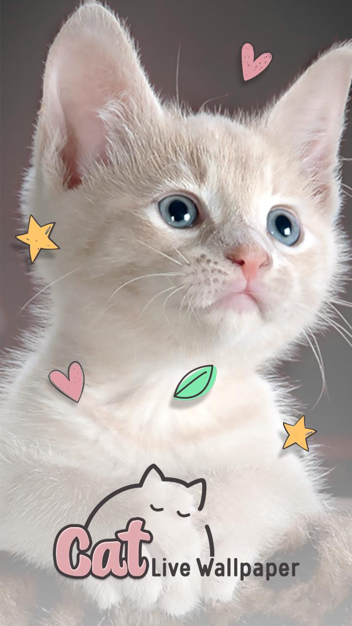 Live Hintergrundbilder Katzen Fur Android Apk Herunterladen