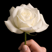 Sympathy and Condolences Messa