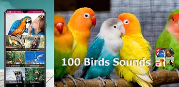 100羽の鳥の音：鳴き声、壁紙