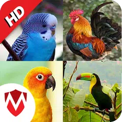 100 Bird sounds APK download