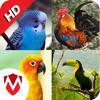 Dźwięki 100 ptaków ikona