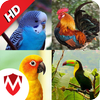 100 sonidos de pájaros icono