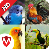 100 Bird sounds icon