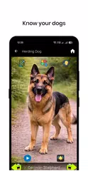 50 Dog sounds XAPK download
