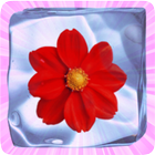 Icy Flower icône