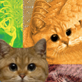 Psyco Funny Cat
