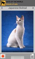 Cats of the world poster