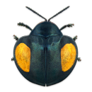 Coleoptera APK