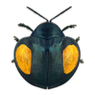 Coleoptera simgesi